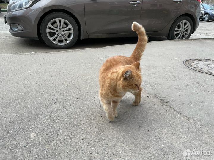 Рыжая кошка ищет дом
