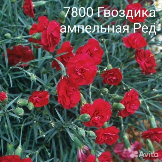 Гвоздика ампельная,остеоспермум,брахикома,биденс