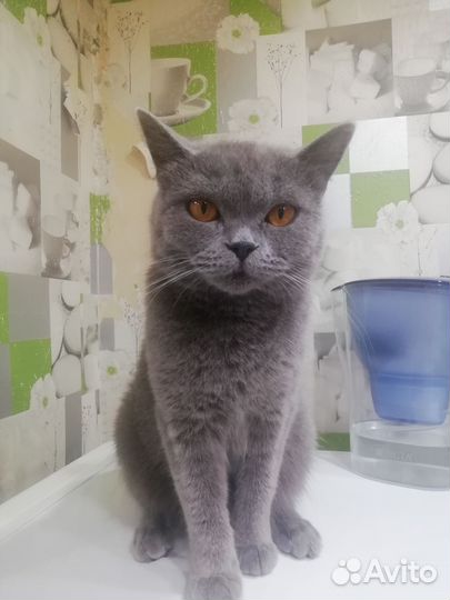 Британская кошка