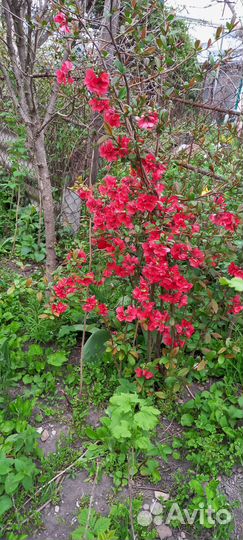 Декоративные кустарники