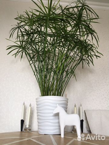 Циперус (кошачья пальма)