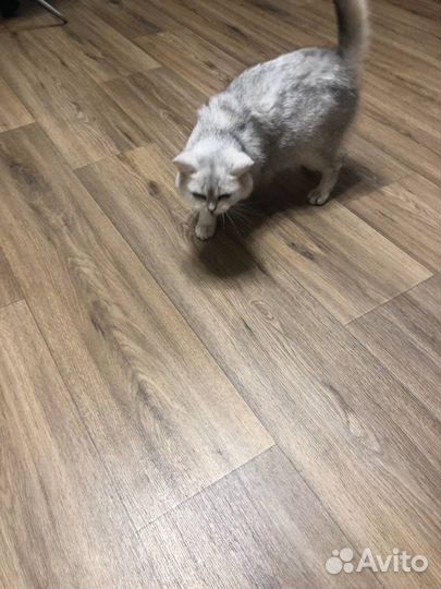 Шотландская