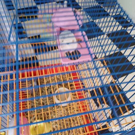 Хомяк с клеткой