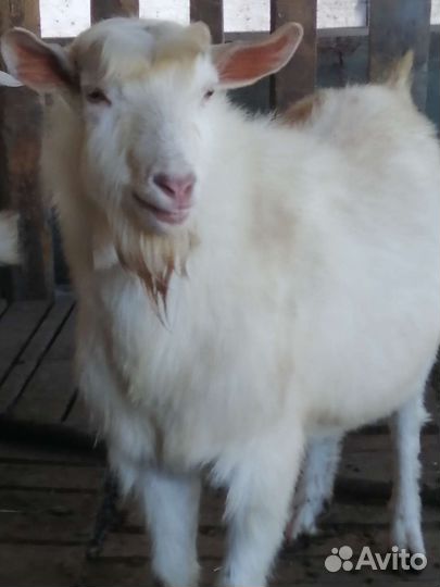 Козел зааненский