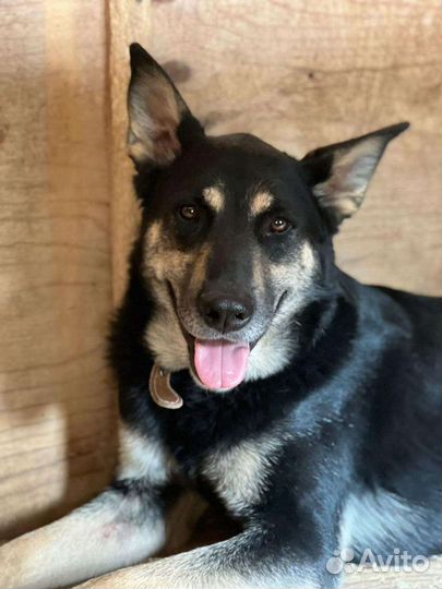 Красивый овчаристый пёсик, спасите из приюта