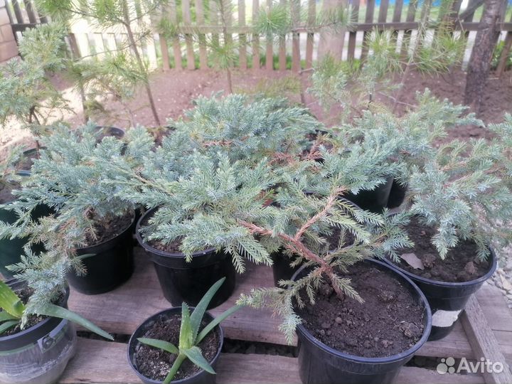 Сосны и можжевельники