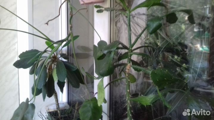 Комнатные растения