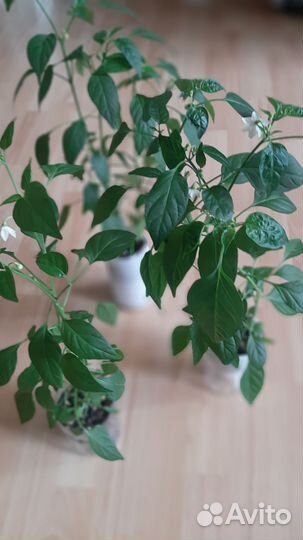 Перец комнатный острый,Огонёк