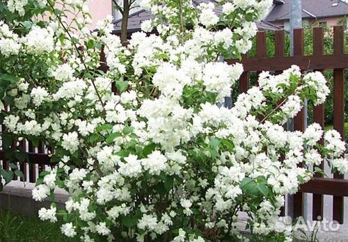 Чубушник - 8 сортов