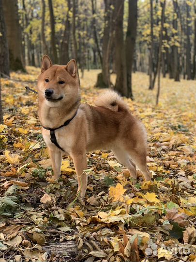 Вязка сиба ину