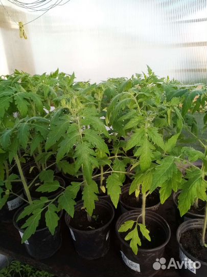 Рассада для теплиц и открытого грунта в ассортимен