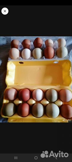 Инкубационное яйцо