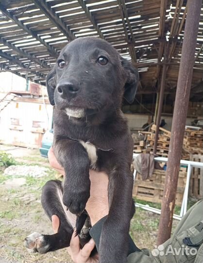 Щенок-девочка ищет дом