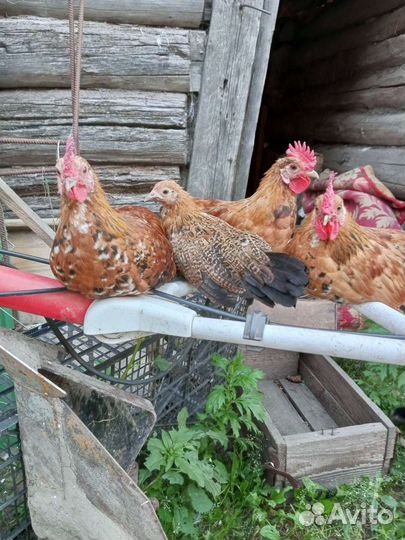 Молодые петушки бентамки