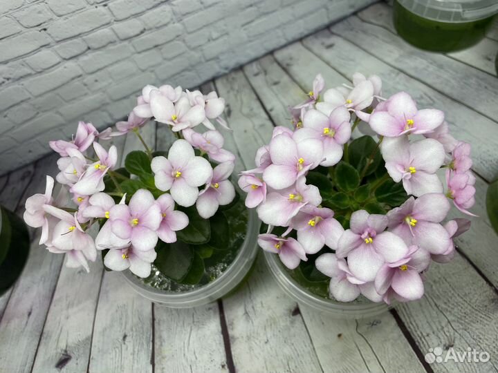 Фиалка мини