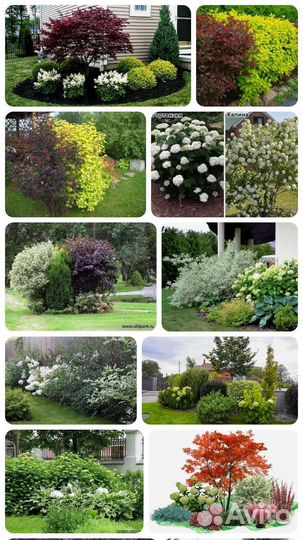 Саженцы плодовые, декоративные и многолетники