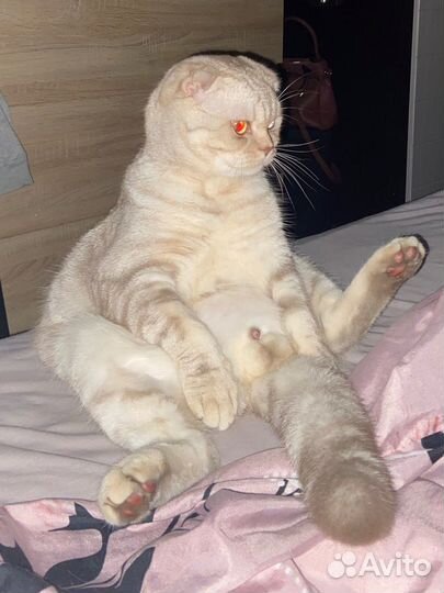 Шотландский кот вязка