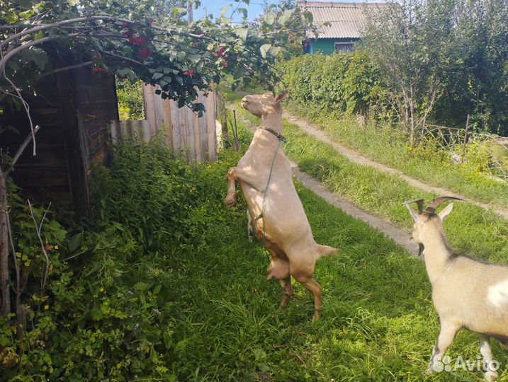 Козы и козлята