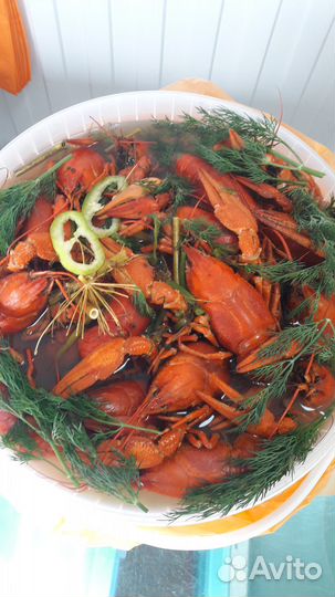 Раки живые / варёные