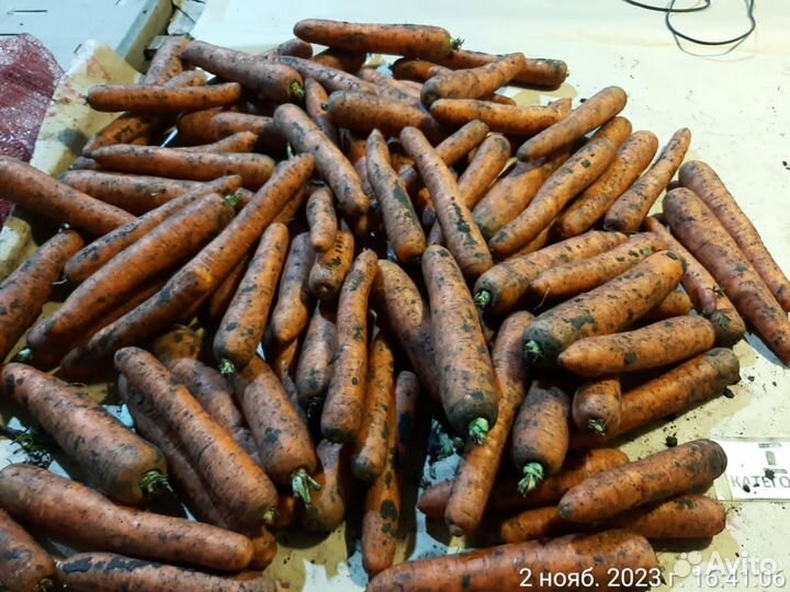 Морковь столовая