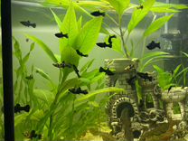 Натуральные растения для аквариума и рыба
