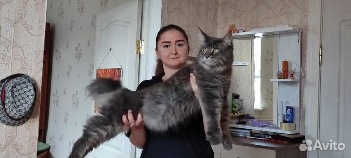 Мейн-кун вязка