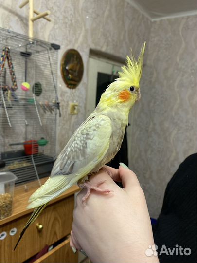 Попугаий корелла ручной