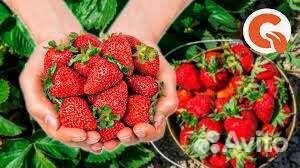 Клубника саженцы зкс в горшках
