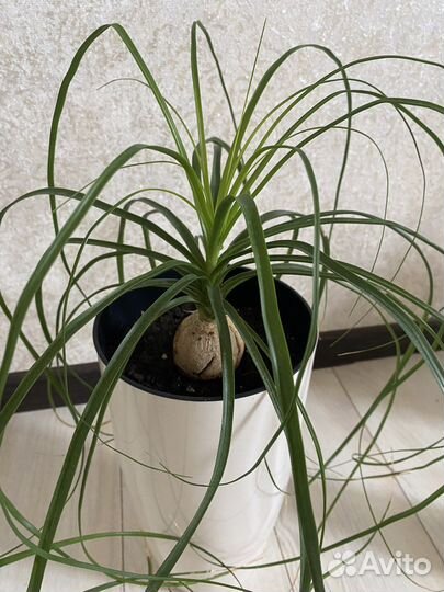 Бутылочное дерево нолина