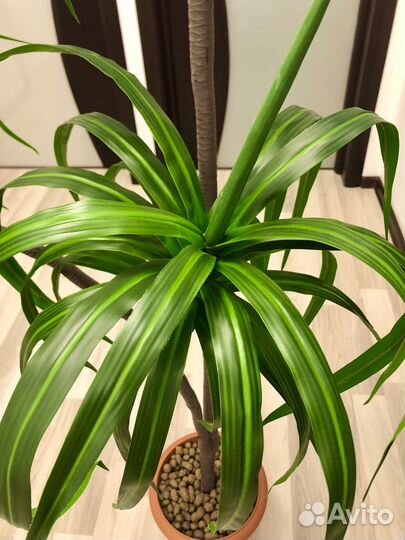 Дерево Драцена Новые
