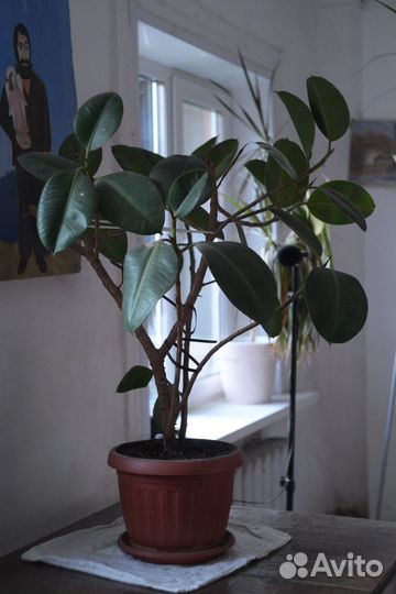 Фикус каучуконосный большой
