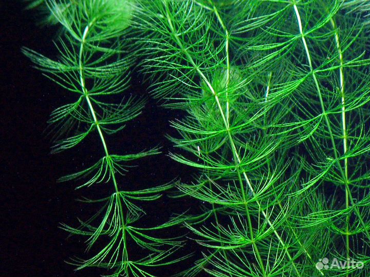 Аквариумные растения 