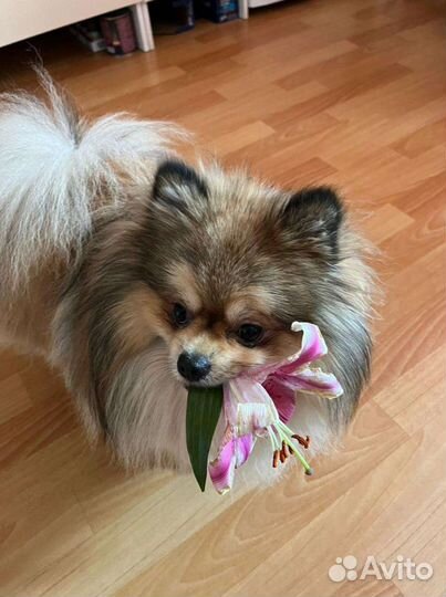 Померанский шпиц медвежьего типа