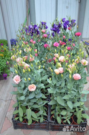 Лизиантус (Эустома) рассада