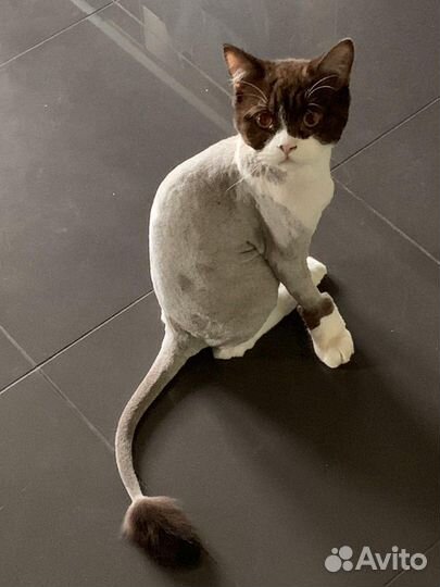 Стрижка котов и кошек. Экспресс линька,тримминг