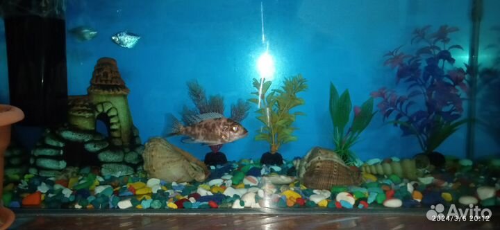 Аквариум