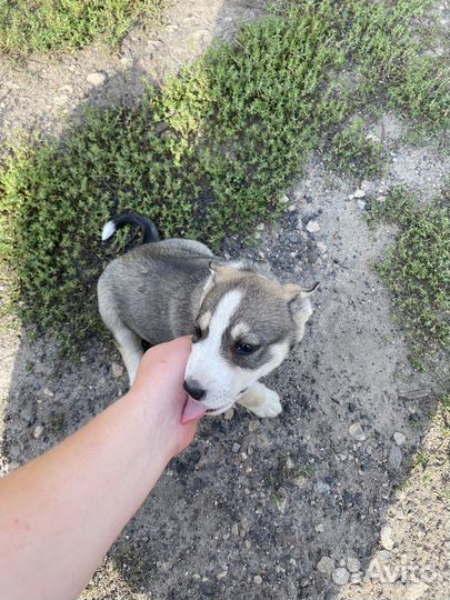 Щенки от хаски