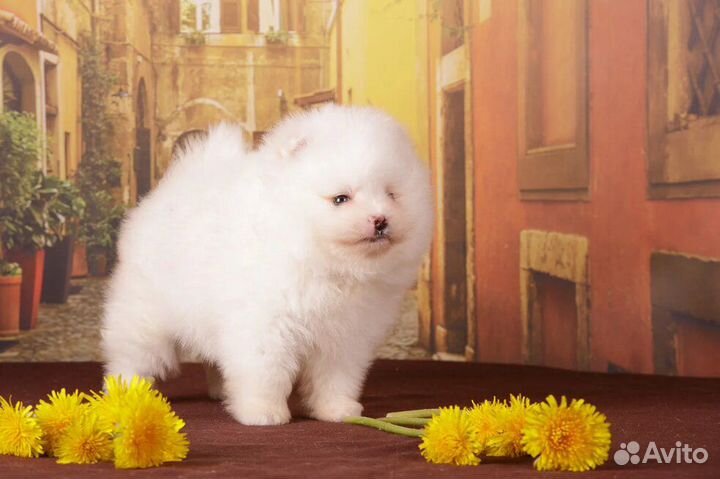 Щенки померанского шпица