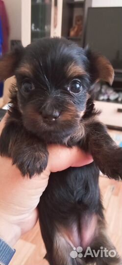 Йоркширский терьер мини