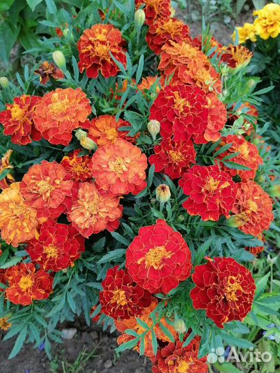 Рассада бархатцев