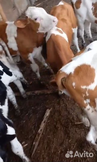 Бычки и телки от 3 месяца до 8 месяцев