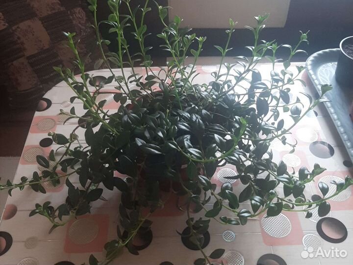 Саженцы роз,гипоцирта голая(золотая рыбка)