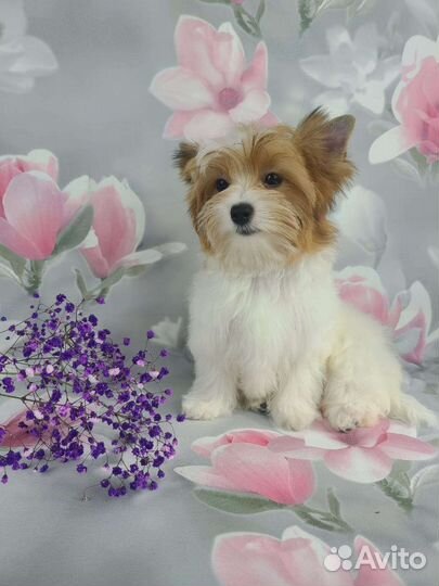 Девочка цветной йорк