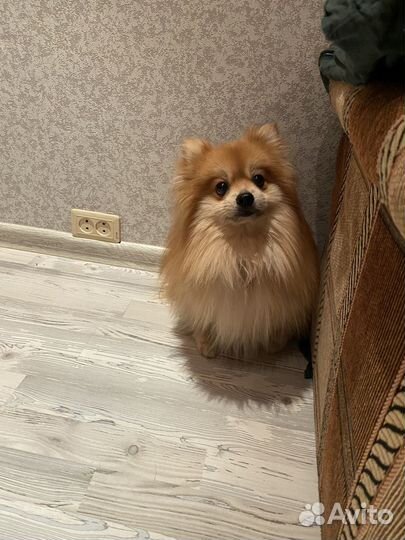 Немецкий шпиц