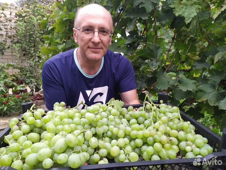 Саженцы винограда