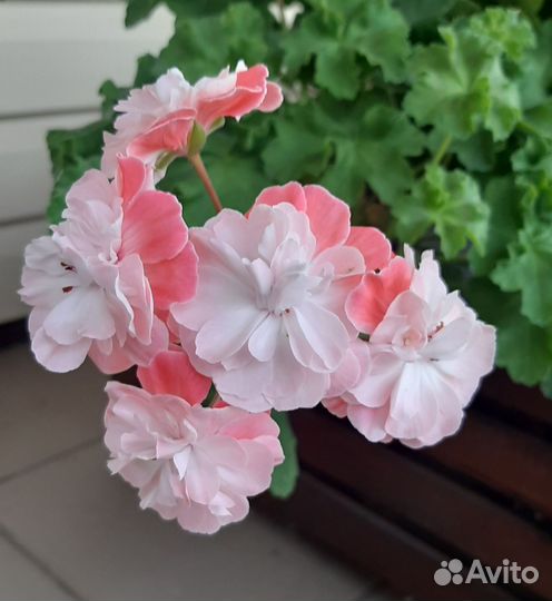 Пеларгонии зонартики срезом