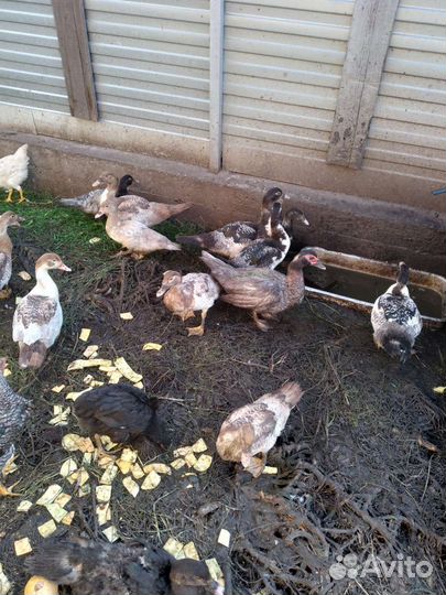 Мускусные утки