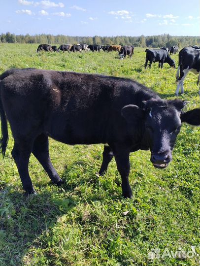 Продам тёлок 9 месяцев