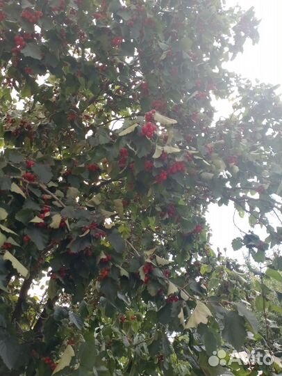 Боярышник плоды