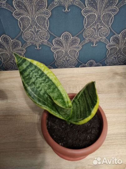 Продам цветы комнатные